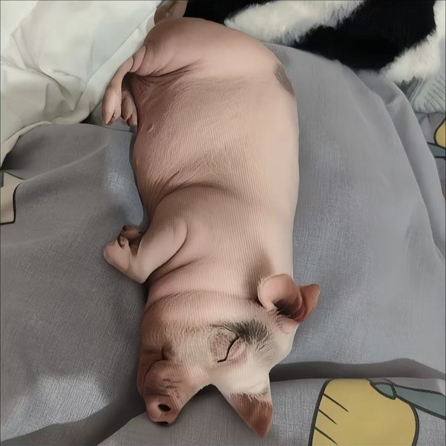 仿真猪玩偶可爱仿真猪大号抱枕睡觉玩偶送儿童生日礼物公仔动物搞