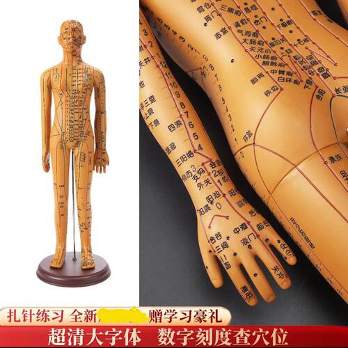 人体结构模型医学仿真针灸穴位人体模型经络模型人中医按摩推拿可