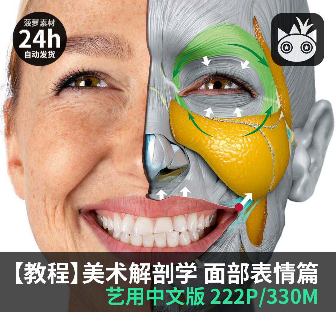 面部表情艺用解剖 头部 肌肉骨骼结构pdf 原画动漫美术素材
