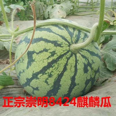 崇明西瓜8424新鲜包甜