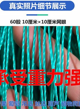 植物爬藤网加粗黄瓜网百香果网吊瓜种植葡萄架网园艺攀爬网防护网