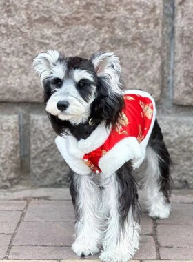 快速发货龙年拜年无袖红色唐装泰迪雪纳瑞比熊马S尔济斯加绒冬装