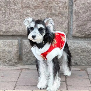 快速发货龙年拜年无袖红色唐装泰迪雪纳瑞比熊马S尔济斯加绒冬装
