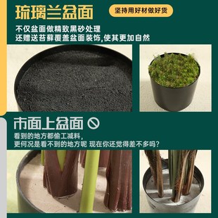 快速发货仿真蓝花楹室内客厅x角落装饰办公室高级感大型落地摆件