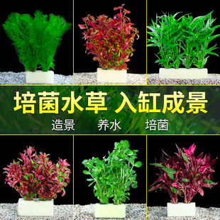 快速发货b鱼缸水草植物真鱼缸水草造景莫斯蜈蚣懒人装饰套餐细菌