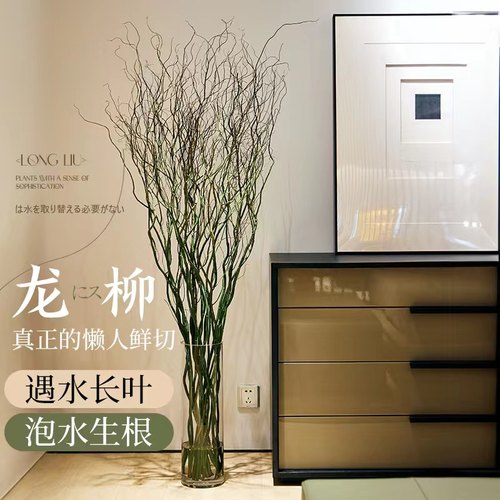 快速发货龙柳g鲜枝鲜切枝水培植物鲜花卉好养活室内吊钟盆栽水养