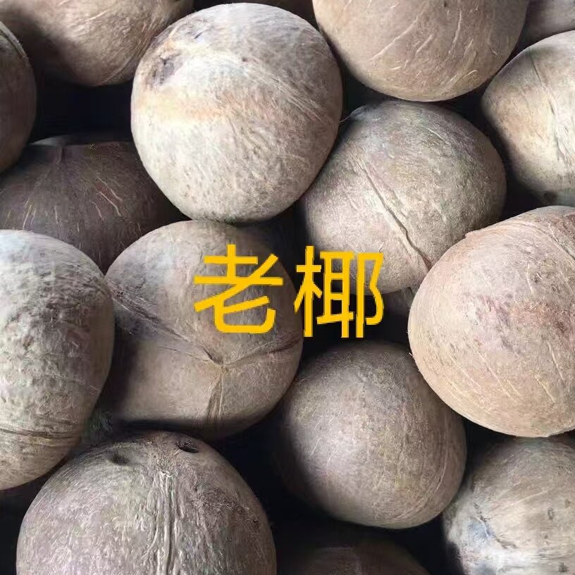 海南老椰子椰皇煲鸡汤椰青椰子新鲜孕妇水果 2个包邮（不开口）