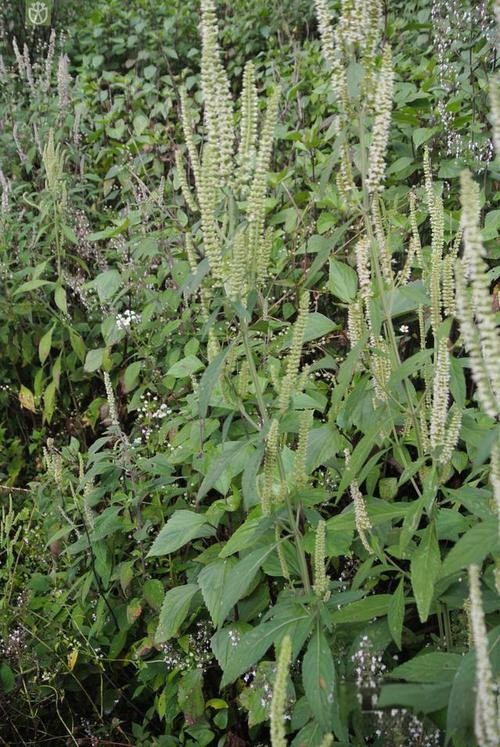 云南鸡肝散白香薷四方蒿滇香薷细野菝子铁扫把清热野苏蔓打风草