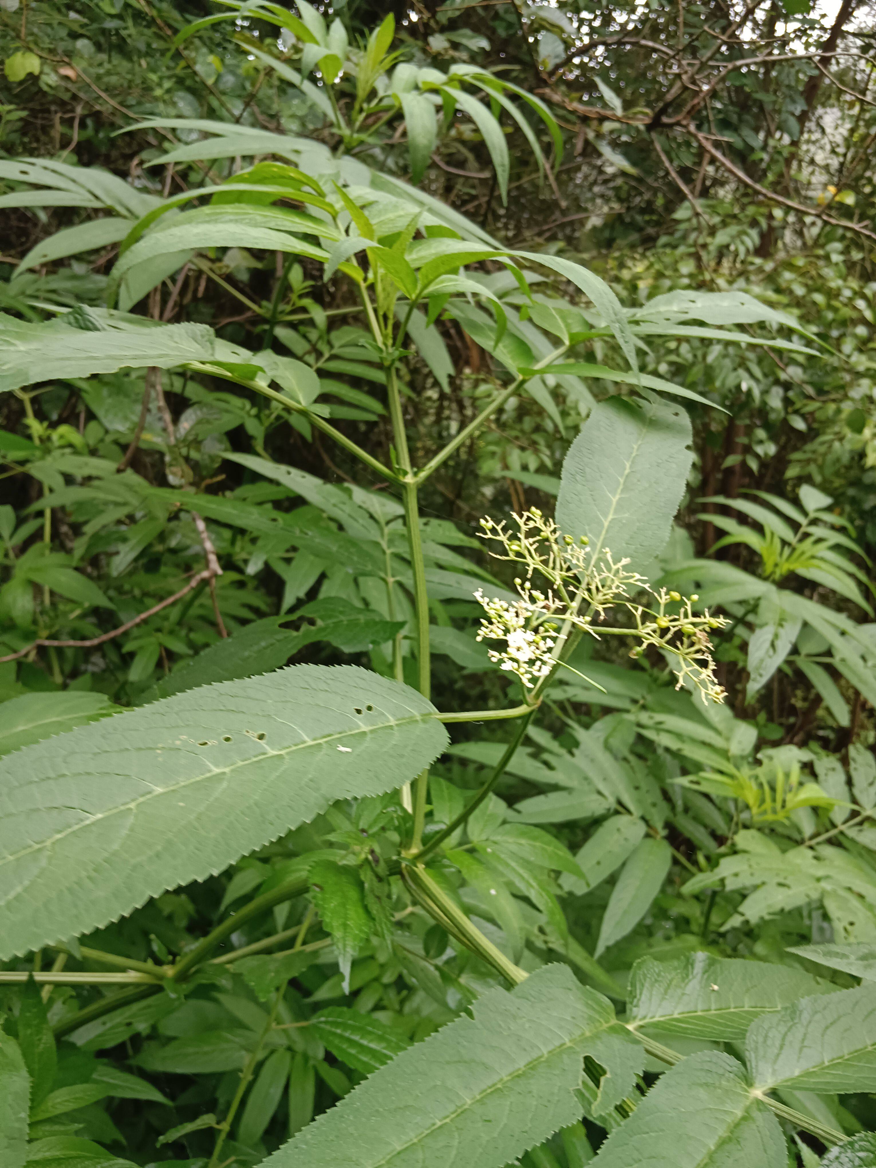 接骨草苗八棱麻大臭草接骨丹中草药根陆英走马风接骨草新鲜血风草