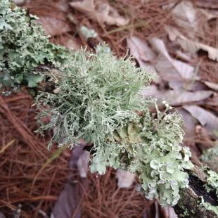 云南树花菜树胡子龙须菜青树花特色凉拌野菜农夫深山采摘包邮