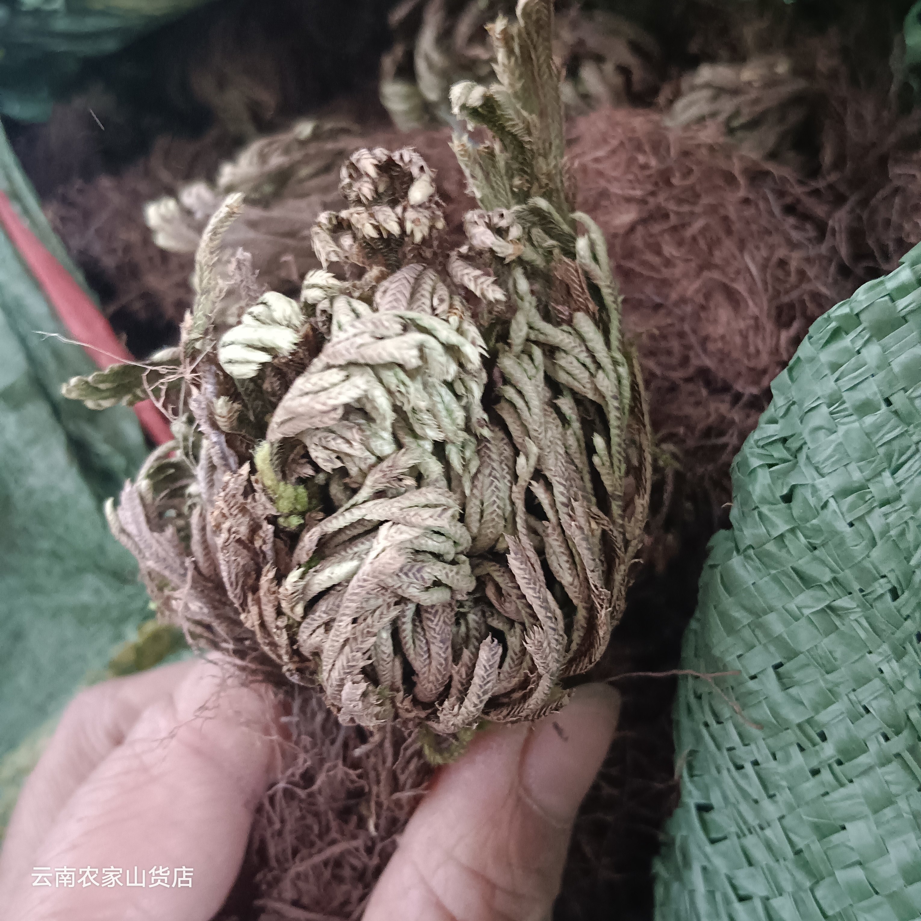 云南正宗野生卷柏中草药九死还魂草干新500g中药材不死草还阳草