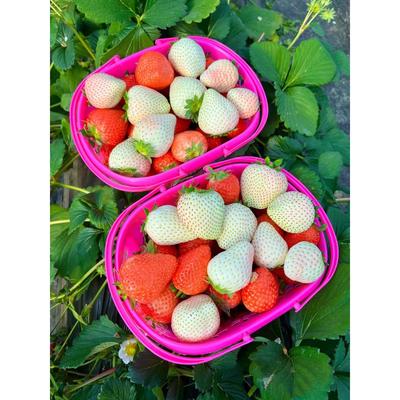 草莓篮其他手提采摘篮1斤2斤3斤4斤5斤6斤装新料实底水果篮包邮