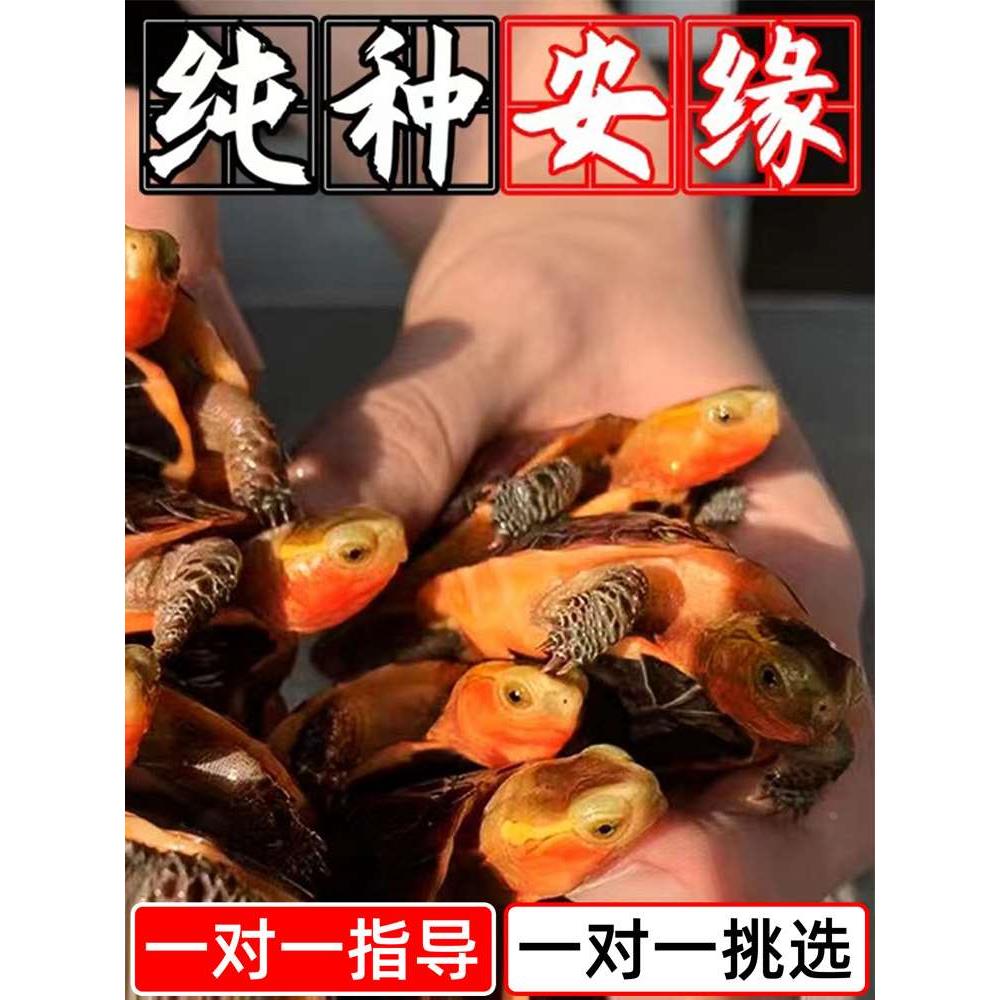 黄缘龟幼龟安缘龟台缘龟金钱龟乌龟活物闭壳龟皖南纯种大陆缘宠物