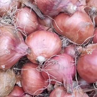 正宗年东北笨毛葱新鲜 农家干毛葱鬼子毛葱黑龙江毛葱头五斤大号