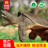明凤野长甲鱼中华鳖王八水鱼团鱼鲜活水产1050g