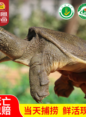 明凤野长甲鱼中华鳖王八水鱼团鱼鲜活水产1050g