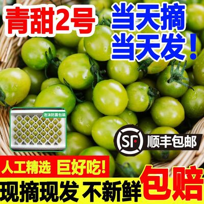 山东寿光青甜2号小番茄