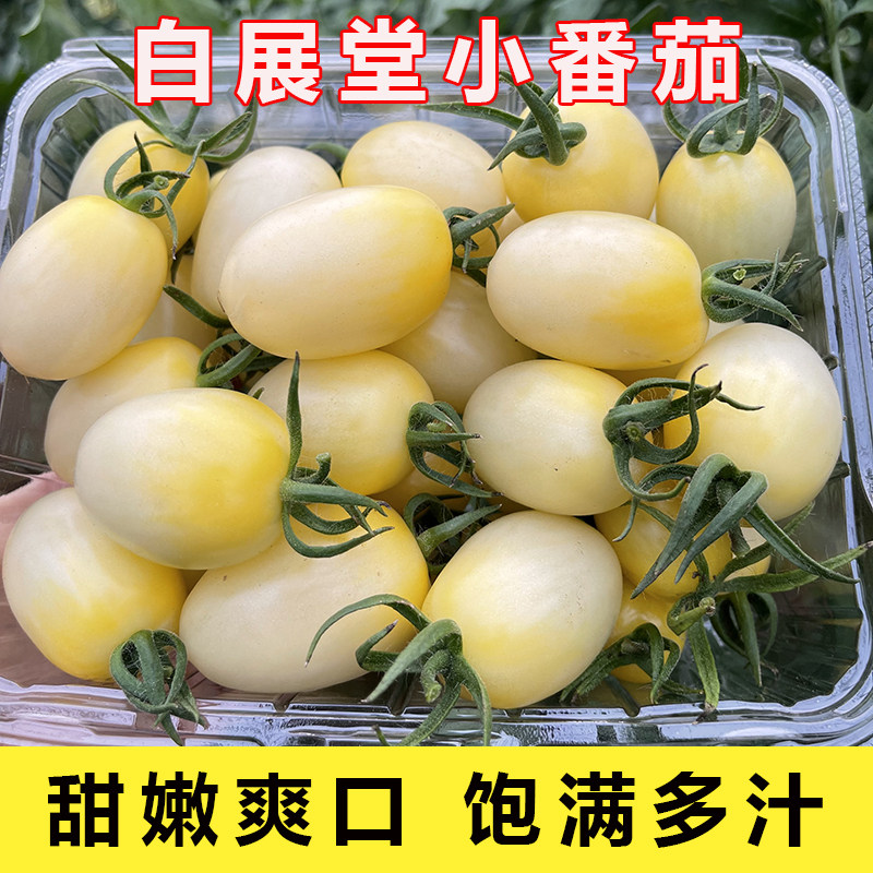 白色圣女果奶油小番茄千禧柿子5斤新鲜水果蔬菜现摘现发生吃顺丰
