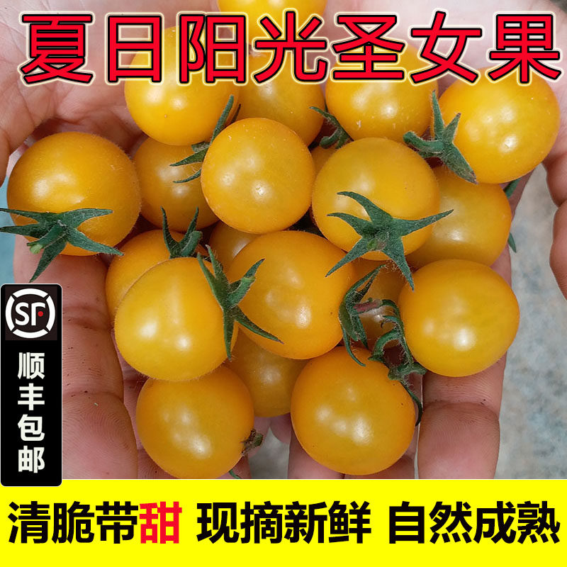 黄色圣女果千禧夏日新鲜水果现摘