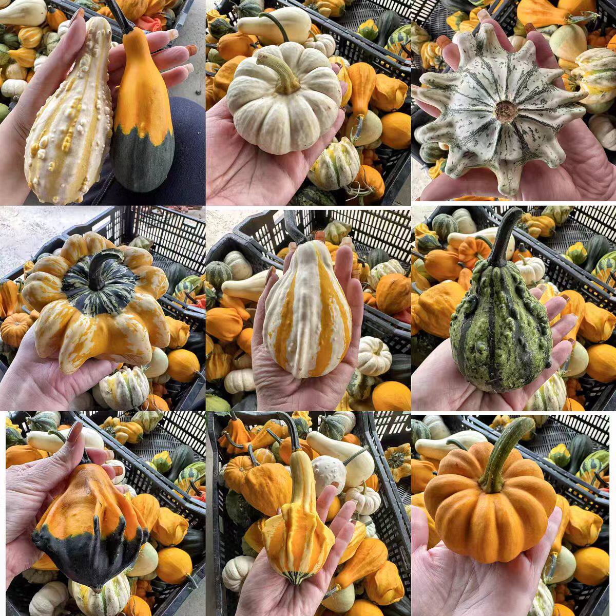 创意南瓜墨西哥葫芦摆件家居装饰品趣味室内小众花材手持小物件