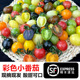 新鲜彩色小番茄圣女果混合装 七彩七色圣女果酸甜多汁现摘现发