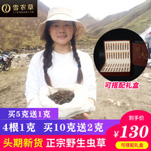 冬虫夏草4根1克西藏那曲新鲜头期虫草青海玉树野生冬虫草正品包邮
