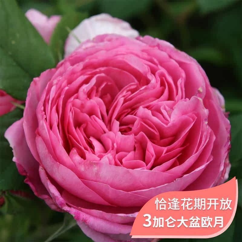 藤本爬墙月季花卉植物爬藤门廊绒球莫奈蜂蜜焦糖粉达夏日花火大苗