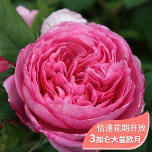 藤本爬墙月季花卉植物爬藤门廊绒球莫奈蜂蜜焦糖粉达夏日花火大苗