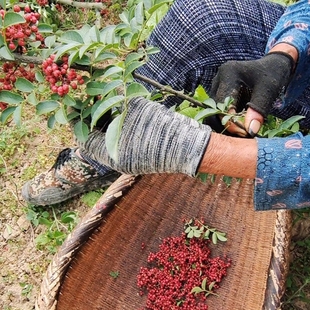正宗四川汉源贡椒今年新货特麻特香干花椒粉牛市坡娃娃椒产地直销