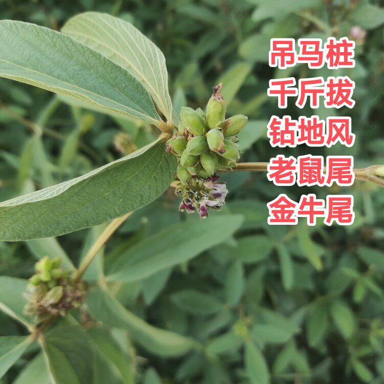 千斤拔种子小叶红皮中药材吊马桩籽中草药天然一条根苗钻地风树苗