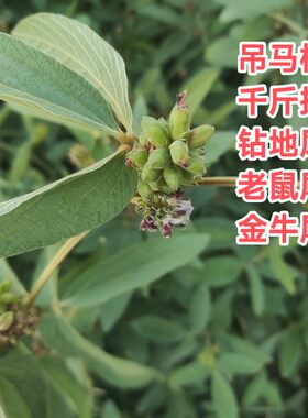 千斤拔种子小叶红皮中药材吊马桩