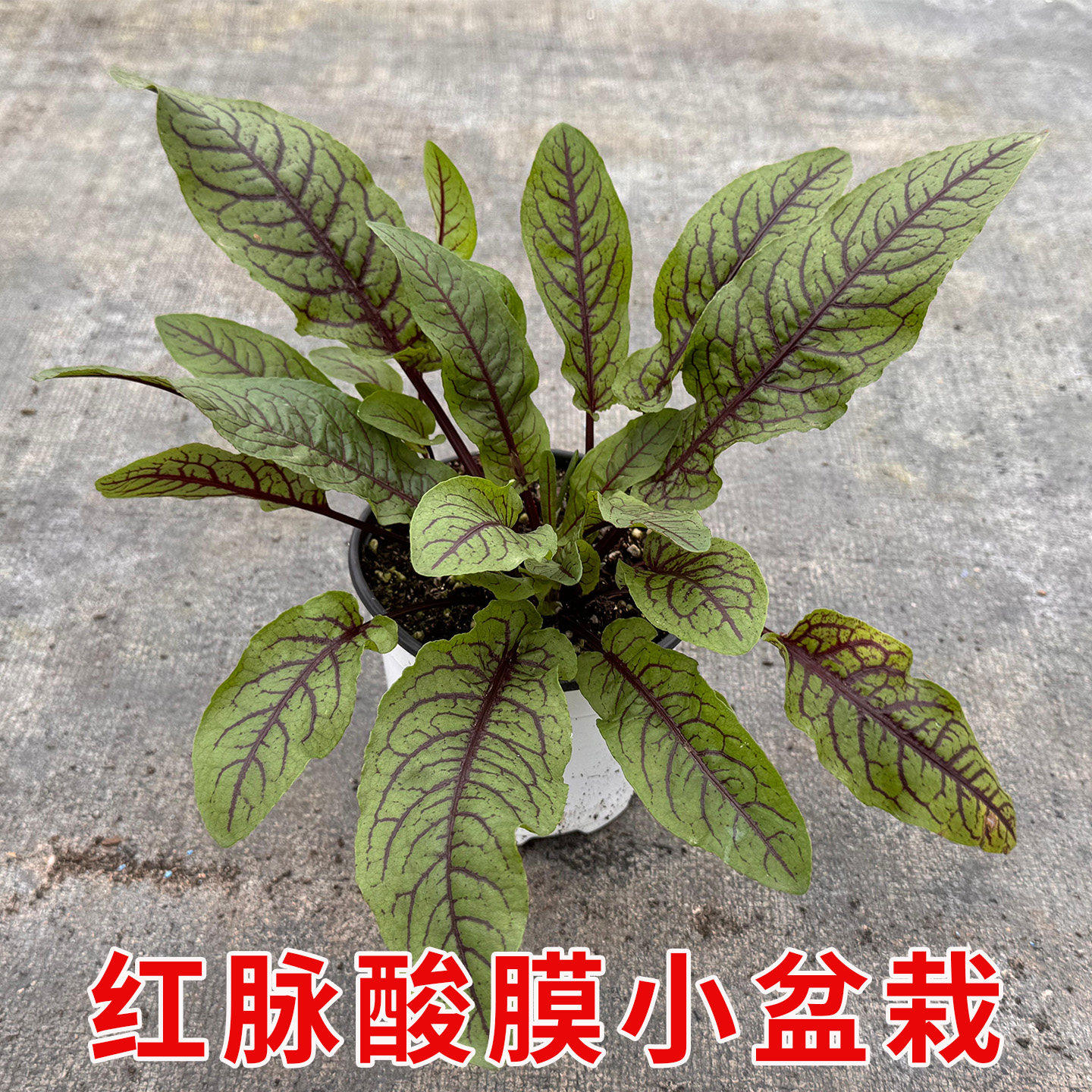 红脉酸膜盆栽西餐沙拉摆盘装饰蔬菜多年生观赏可食用香草耐寒植物
