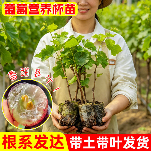 葡萄树苗盆栽带土带叶阳台种植