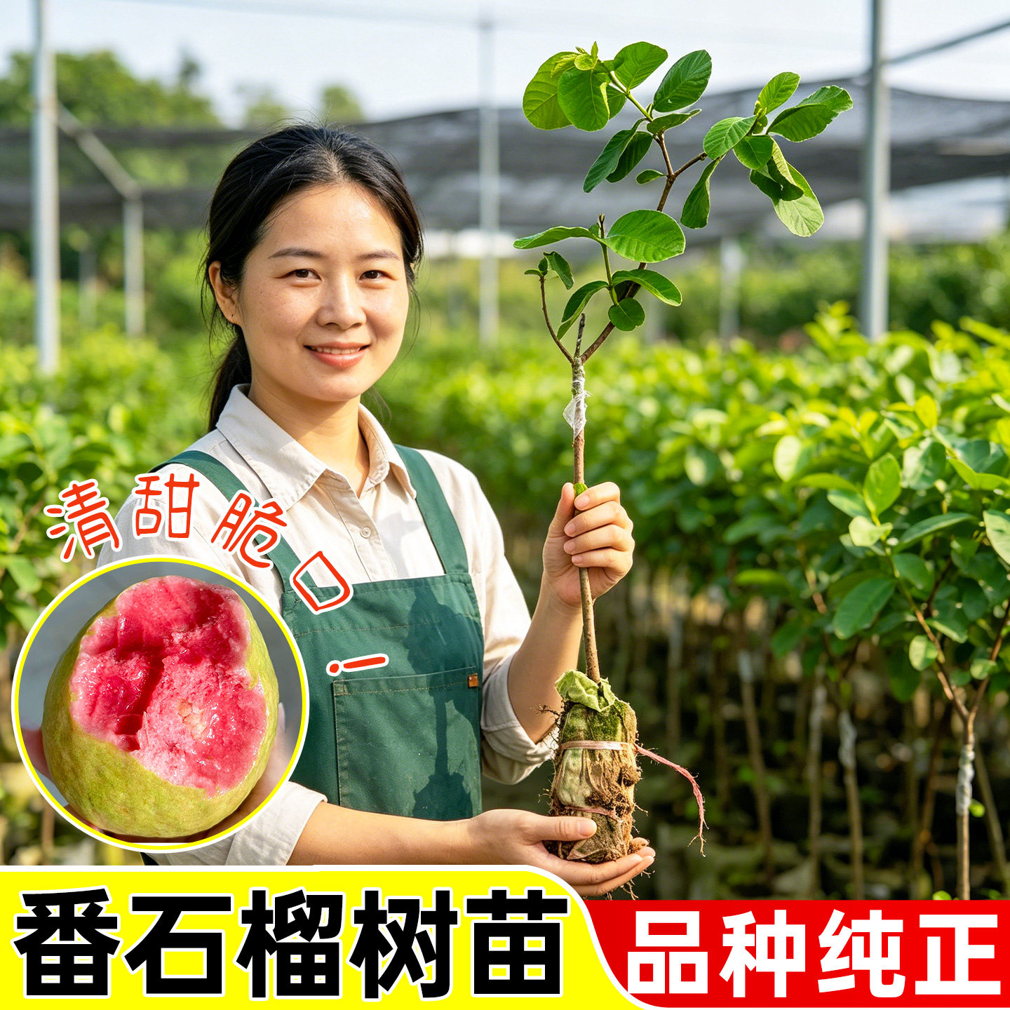 精品番石榴大苗带土带叶红心芭乐珍珠无籽芭乐盆栽地栽南北方种植