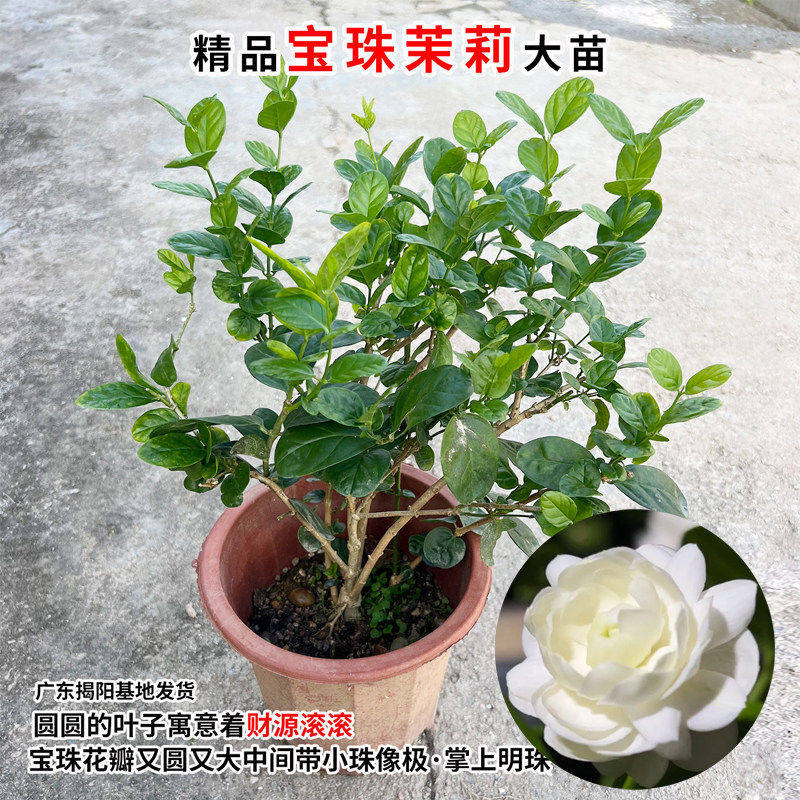 宝珠茉莉花苗圆叶白茉莉耐高温暴晒超重瓣宝珠小荷花盆栽阳台庭院