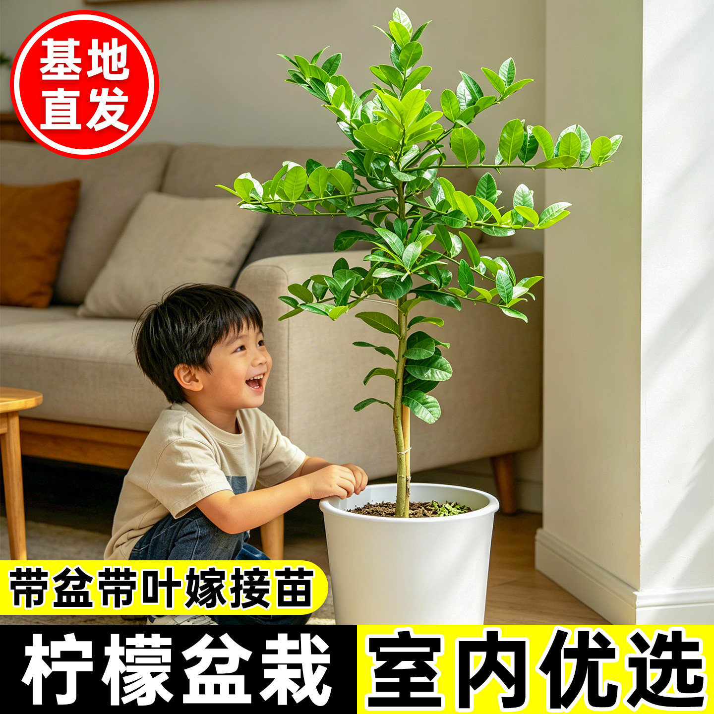 香水柠檬树苗带花带果可食用室内阳台客厅盆栽高杆棒棒糖柠檬树苗