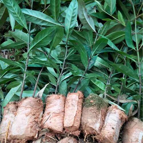 嫁接岭南山竹树苗泰国进口无籽山竹果树果苗黄金山竹树苗盆栽地栽
