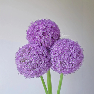 一件大葱花鲜花荷兰进口耐寒球型紫色花材小众稀有花材