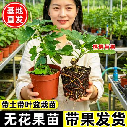 正宗无花果树苗盆栽四季特大果波姬红南北方阳台种植地栽当年结果