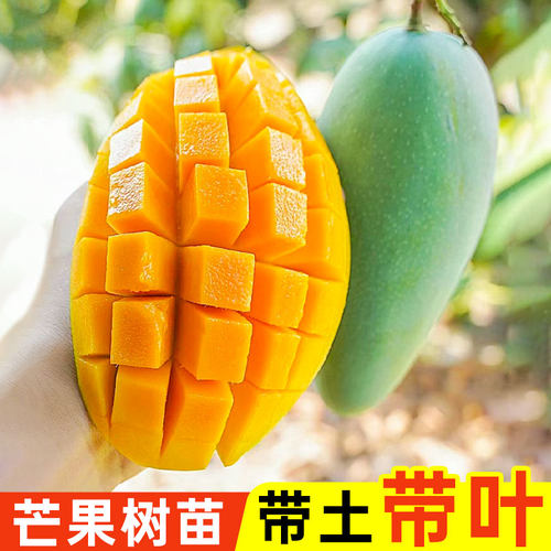 芒果树苗四季结果金煌芒南方种植