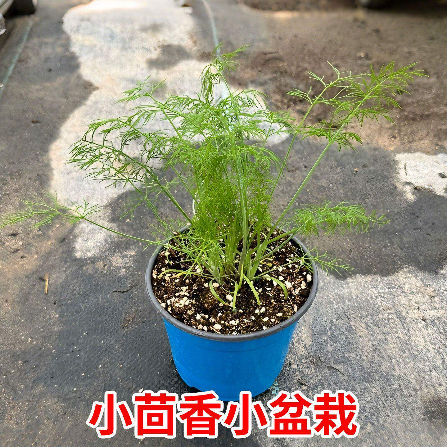 小茴香盆栽球茎茴香可食用中草药绿植割茬茴香庭院阳台种植带土叶