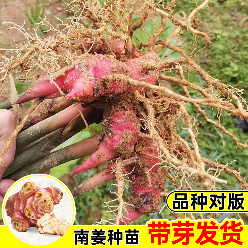 红皮南姜山姜种苗带根发货