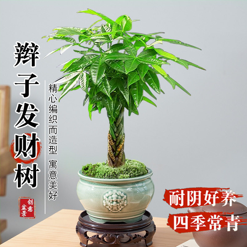 发财树盆栽植物室内花卉绿植办公