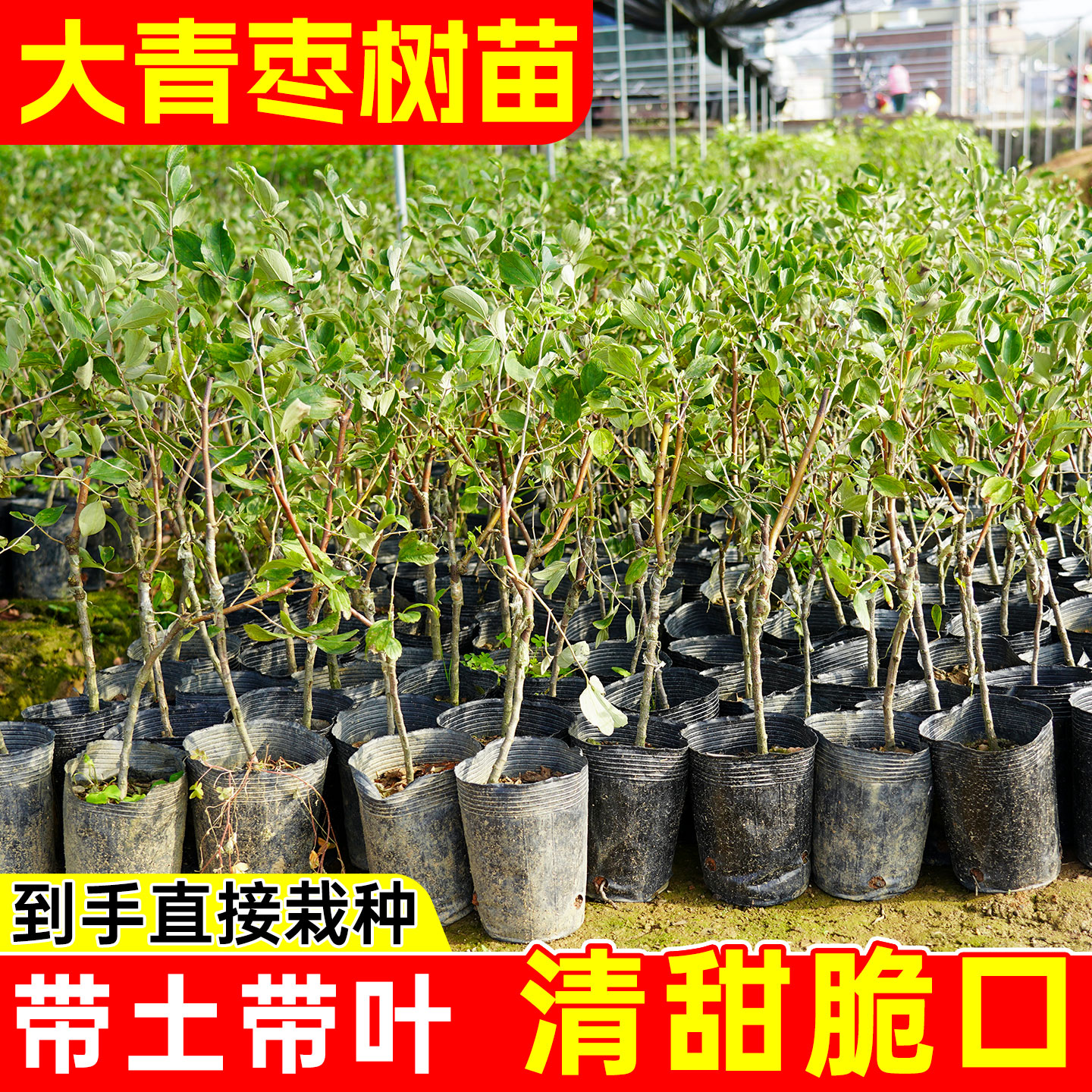 台湾大青枣树苗嫁接高产大果超甜图片