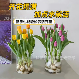 水培郁金香水养种球花卉盆栽绿植室内植物套餐洋水仙花土培风信子