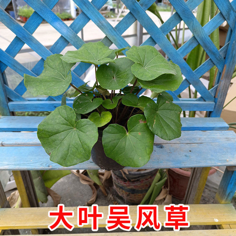 大叶吴风草盆栽庭院阳台种植观叶多年生花镜植物基地直发带土带叶