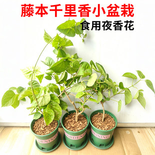 藤本千里香爬藤食用夜兰花盆栽庭院阳台种植带土带叶驱蚊星状花瓣