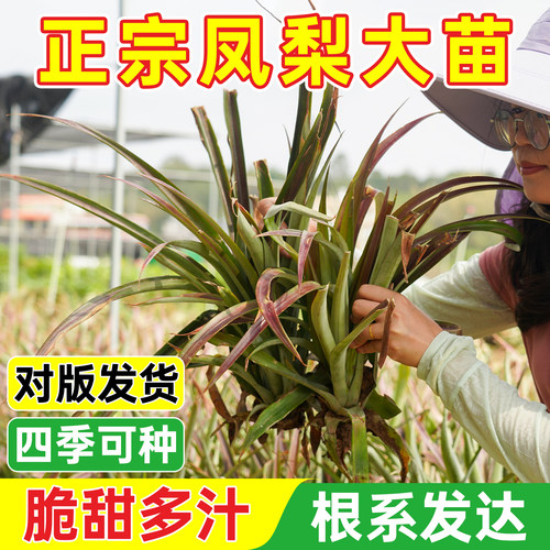 金钻凤梨苗带根带叶盆栽地栽
