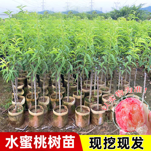 水蜜桃树苗正宗水蜜桃果树