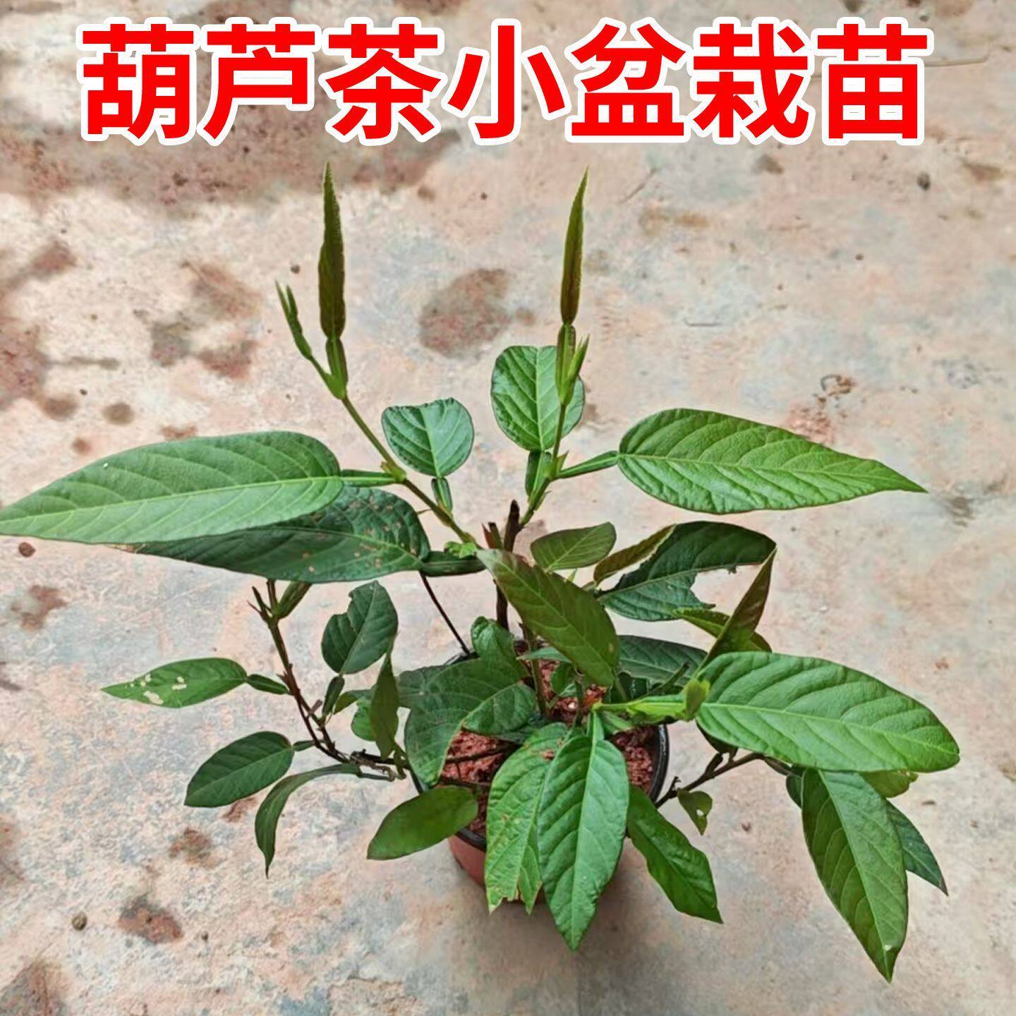 新鲜野生葫芦茶苗整株田刀柄鲜品广西中草药咸鱼草纯根金剑草枝叶